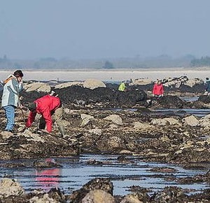Les grandes marées presqu'ile de Rhuys